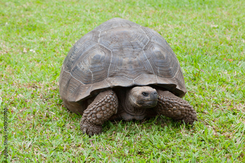 Galapagos Tortoise, Chelonoidis porteri, front view