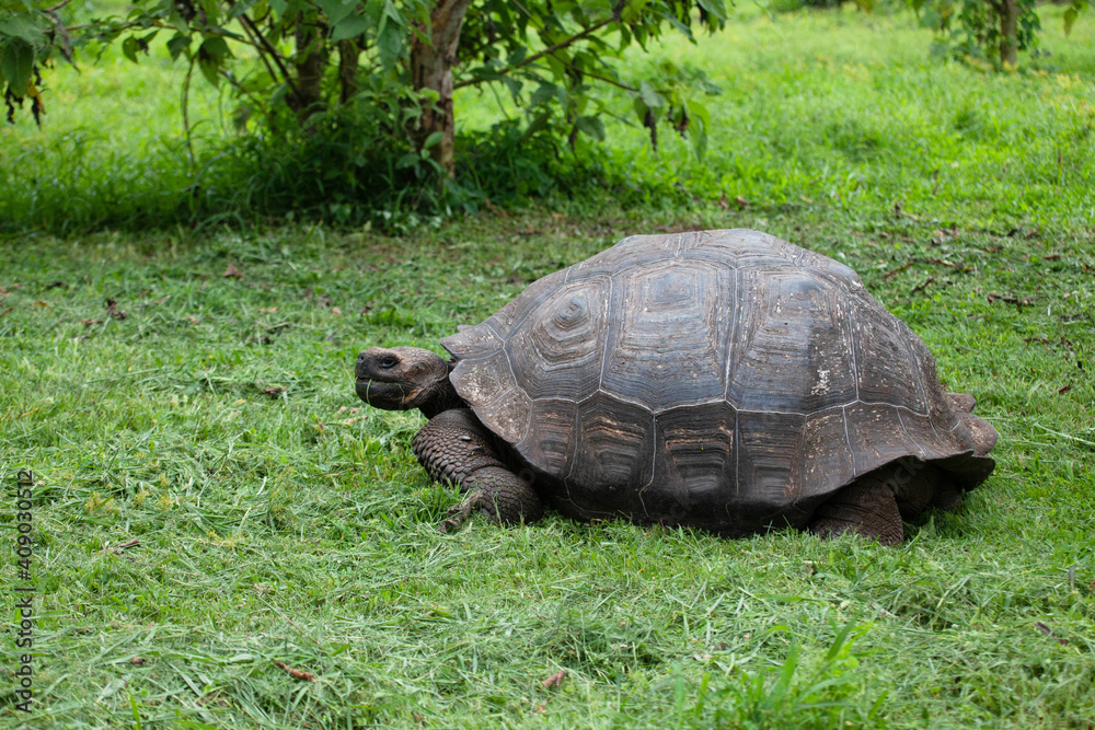 Obraz premium Galapagos Tortoise, Chelonoidis porteri, eating grass