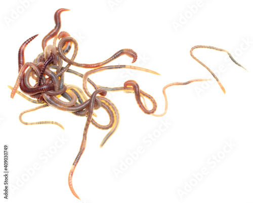 Earthworms isolated on a white