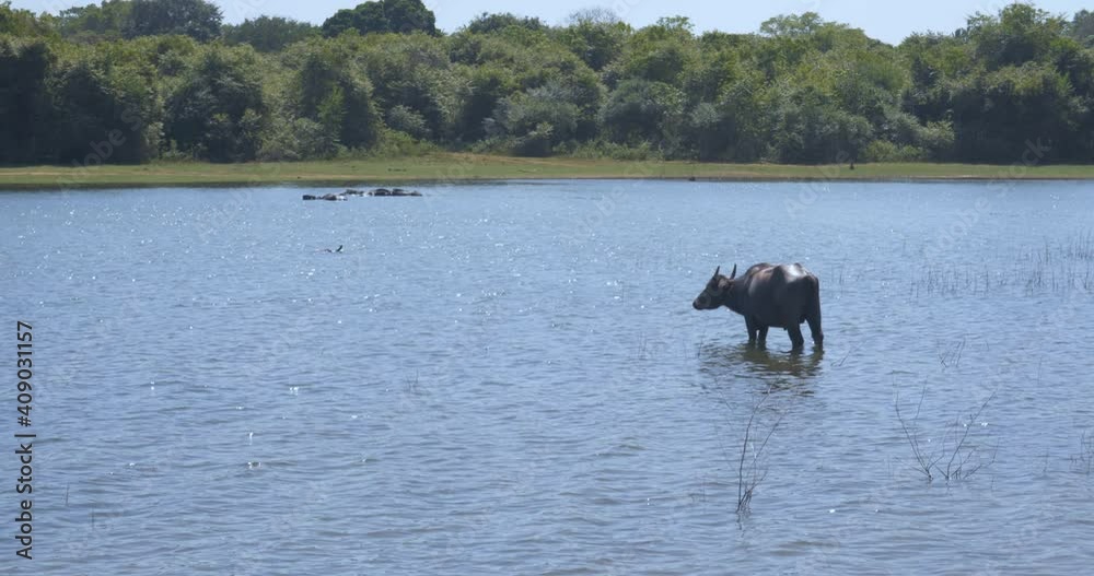 Wild buffalo and elephant escape from the heat in the lake in Udawalawe National Park Wild buffalo and elephant escape from the heat in the lake in Udawalawe National Park