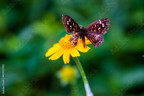 butterfly © Raoni