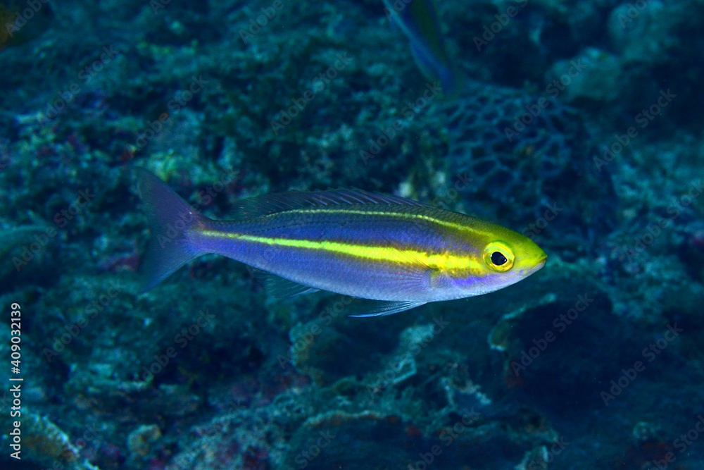 Fototapeta premium ヤクシマキツネウオ