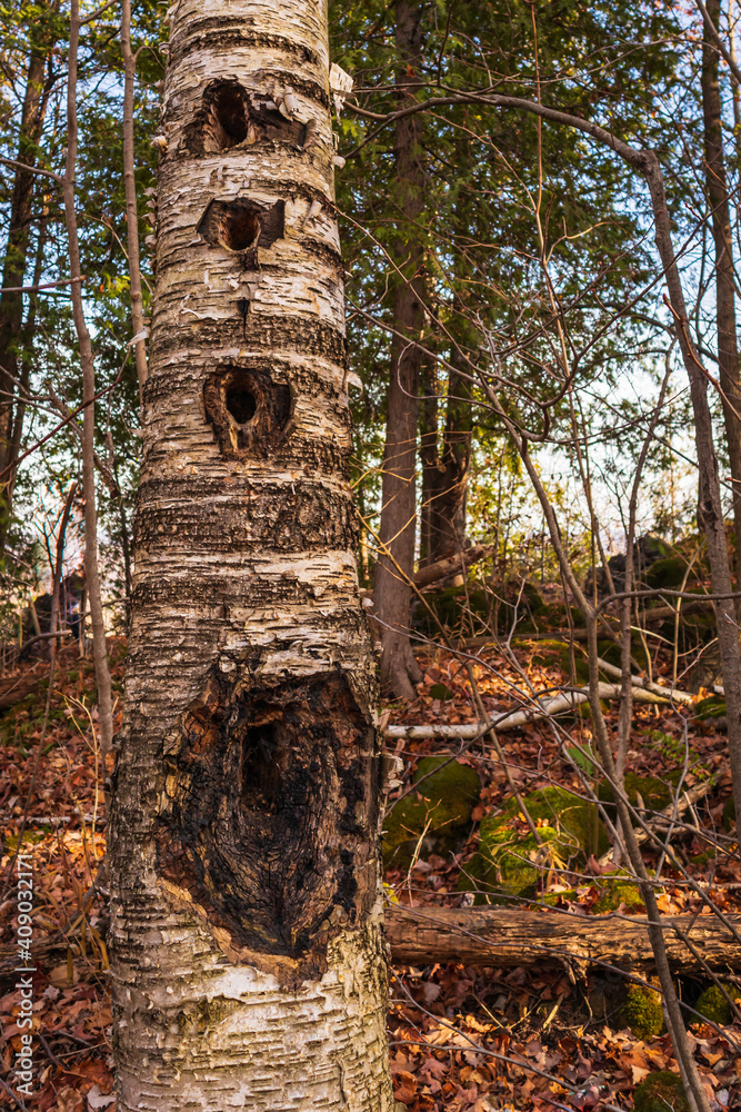Naklejka premium Tree with Pileated Woodpecker Holes