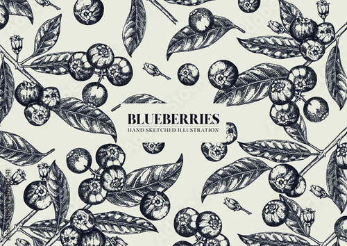 Blueberries. Hand drawn illustration background. Wild berries set. Vector design with fruits, flowers, leaves sketches. 
