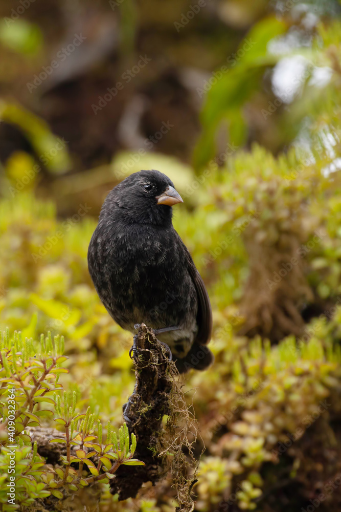 Fototapeta premium Vertical view of Small Ground Finch, Geospiza fuliginosa, in the Galapagos