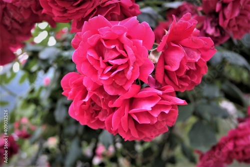 Red roses © Liz