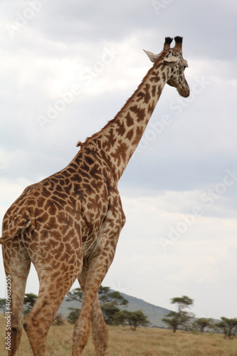 Wildlife. African Safari in Tanzania. Giraffe.