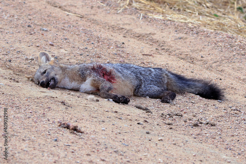 common zorro (Cerdocyon thous) killed on a Barro road in the interior of Bahia