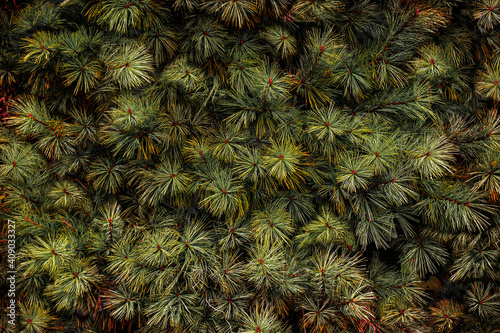 green pine branches texture background, leaves in forest, fresh air concept.