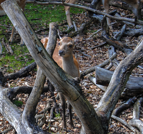  deer in the park