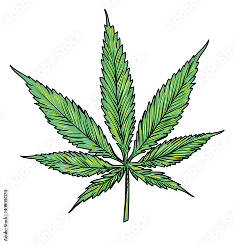 hand drawn marijuana isolated on white background