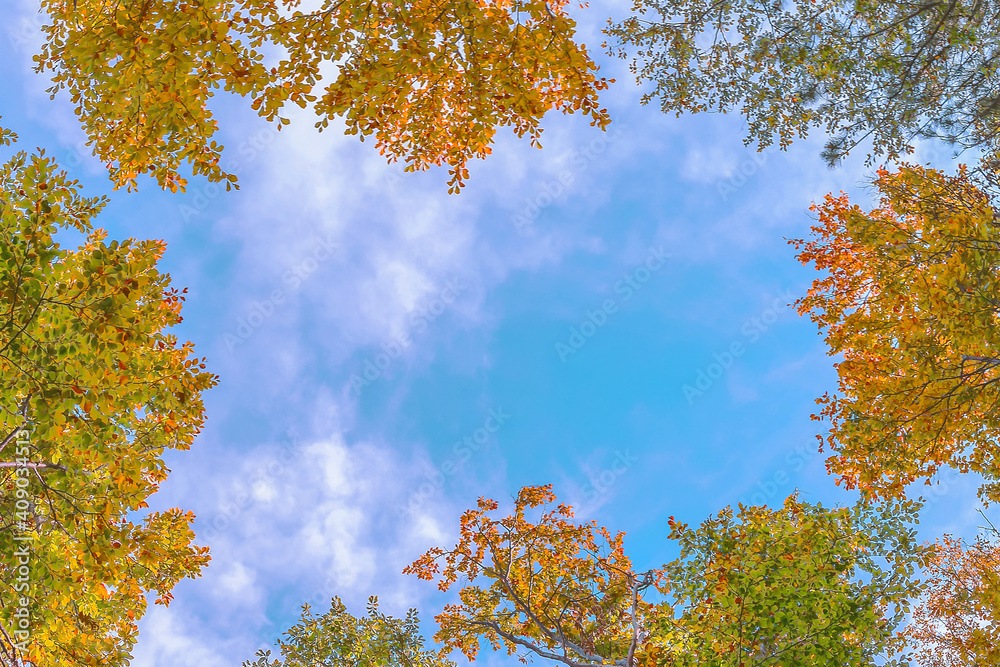 Frame of crowns of autumn trees against the blue sky, background, copy space Frame of crowns of autumn trees against the blue sky, background, copy space