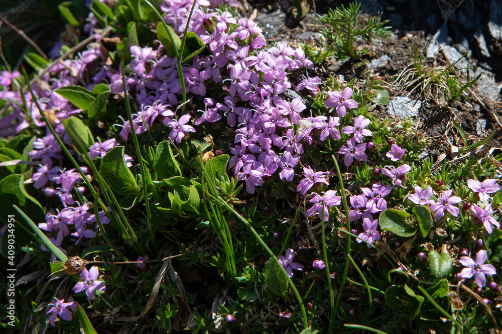 Obraz premium Moss campion or cushion pink (Silene acaulis)