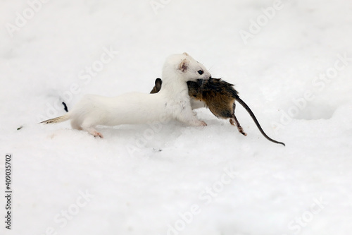 a weasel caught a wood mouse