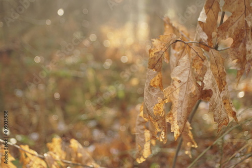 dry leaves on an oak 