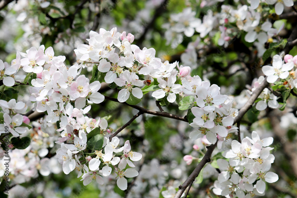 Apple blossom, spring flowers with colorful white and pink petals on a branch. Apple tree in orchard on blurred background, soft colors Apple blossom, spring flowers with colorful white and pink petals on a branch. Apple tree in orchard on blurred background, soft colors