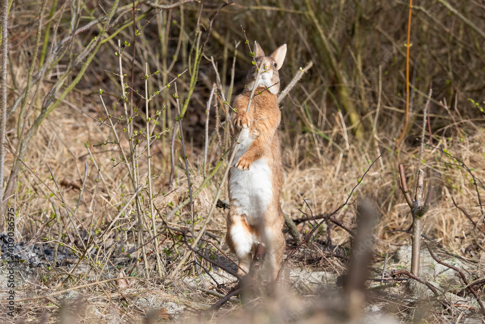 Wild Rabbit eating new tree shoots at Rottumerplaat the Netherlands Wild Rabbit eating new tree shoots at Rottumerplaat the Netherlands