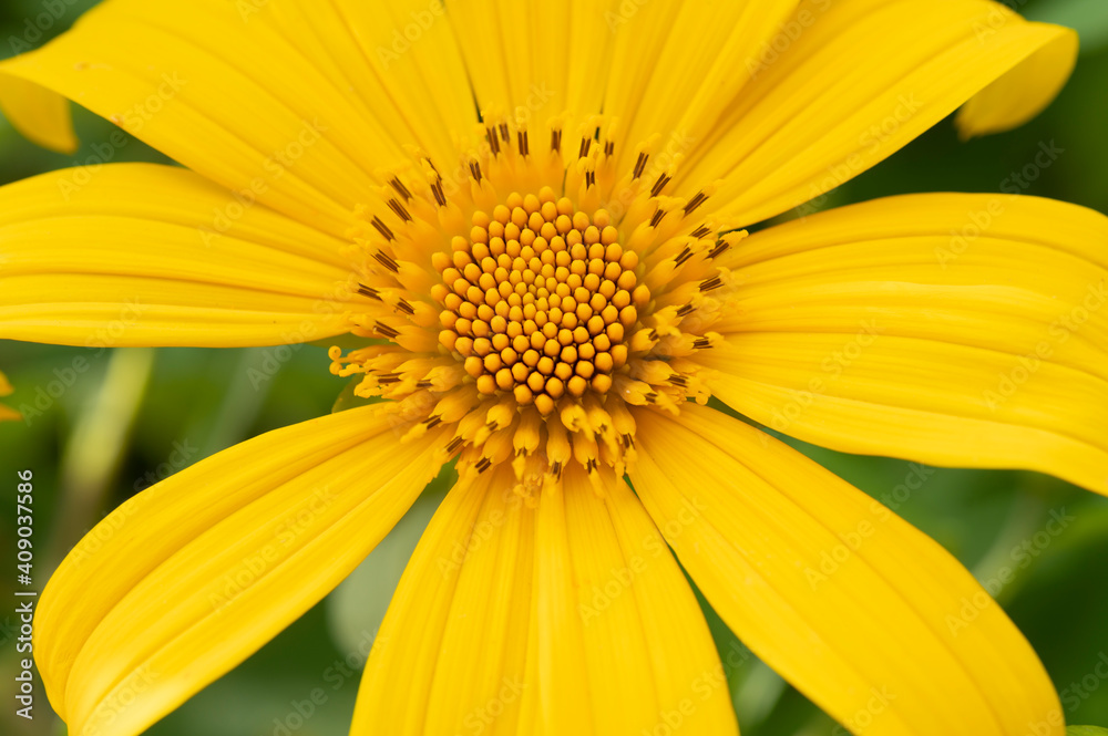 Pollen and yellow flowers Pollen and yellow flowers