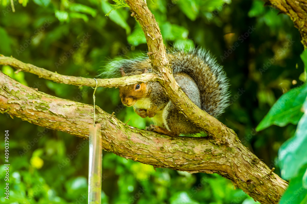 A squirrel peeps around a tree branch in a garden in rural Leicestershire, UK in Autumn A squirrel peeps around a tree branch in a garden in rural Leicestershire, UK in Autumn