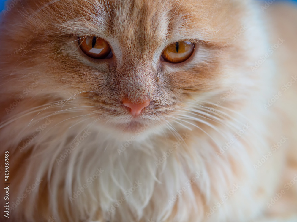 red fluffy cat close-up eyes