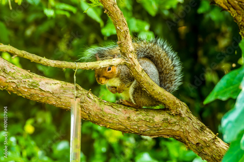 A squirrel peeps around a tree branch in a garden in rural Leicestershire, UK in Autumn