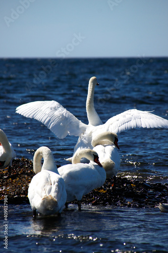 White swans at the ocean