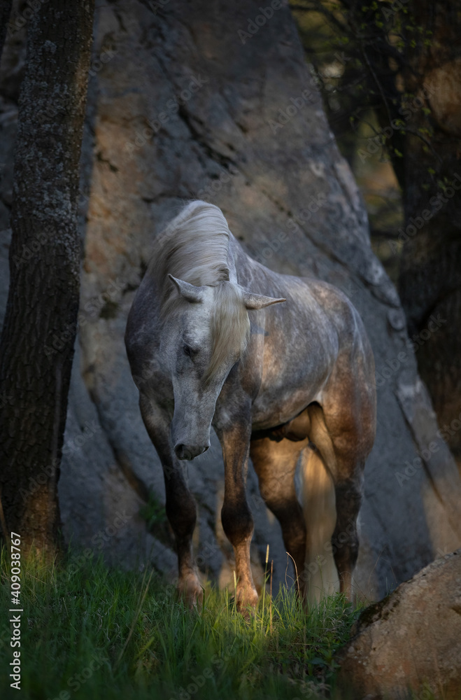 horse and grey stone