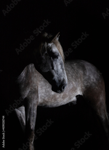 horse on black © Tani