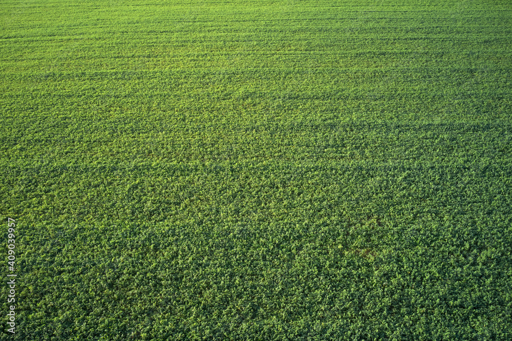 Aerial view of a grass plantation.Top view of the football field. Green
