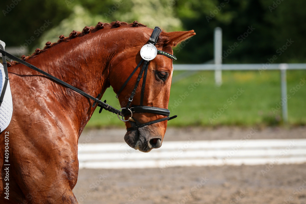 Obraz premium Horse dressage with braided mane with rider in head portraits.