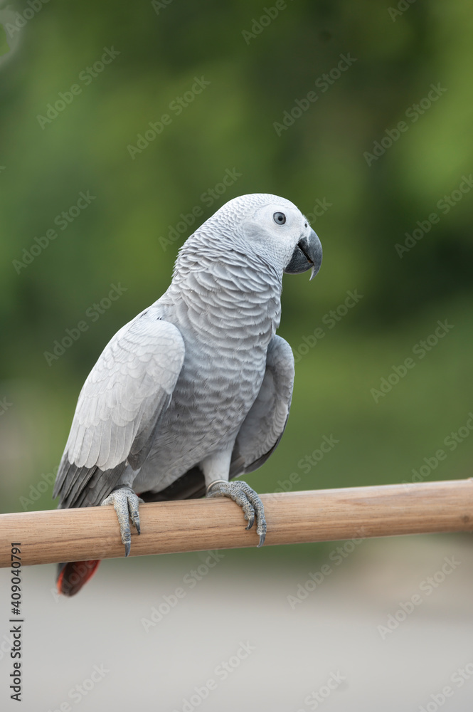 African Gray Bird On Natural Backdrop African Gray Bird On Natural Backdrop