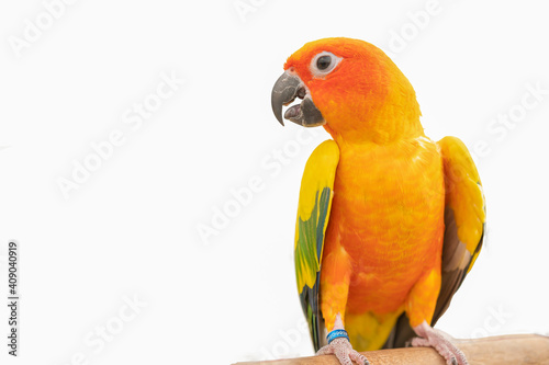 Sun conure parrot in white background
