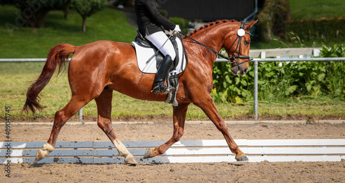 Dressage horse with rider trotting on the hoofbeat in the dressage arena..