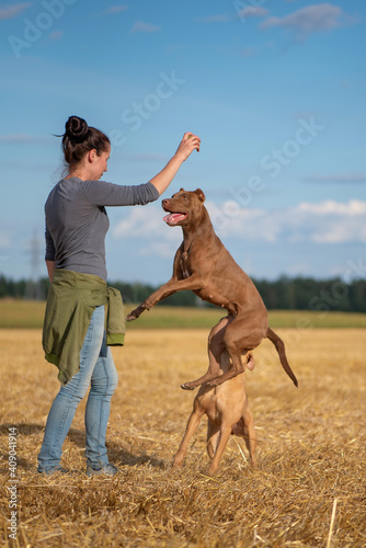 A beautiful dark-haired girl is training two pit bull terriers on the field.
