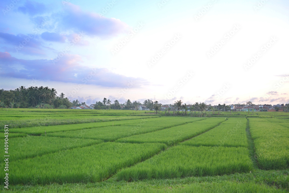 Evening Sky Above The Green Rice Field With A Distinctive Pattern