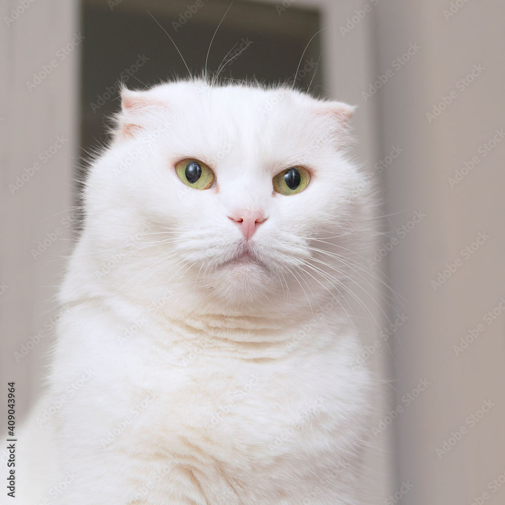 Portrait of a white lop-eared cat Portrait of a white lop-eared cat