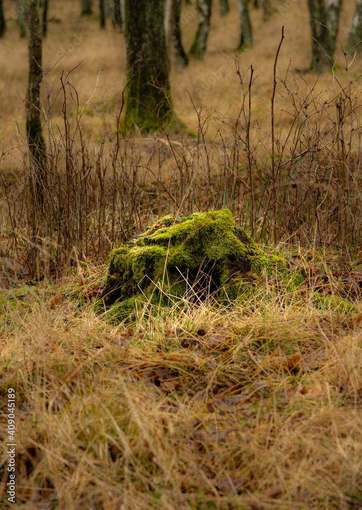 A green tree stump in a forest. Picture from Scania county, Sweden A green tree stump in a forest. Picture from Scania county, Sweden