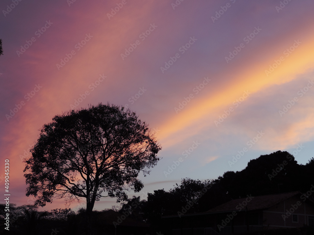 Fototapeta premium sunset in the forest