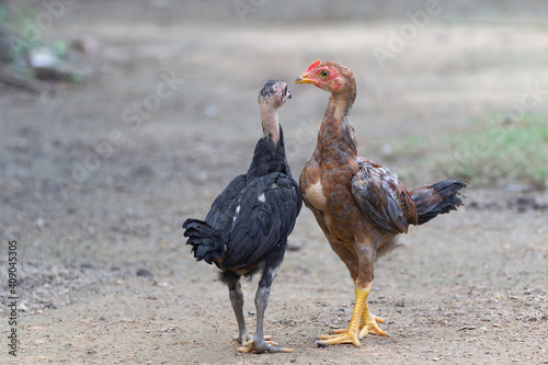 The Chick two are going to fight.