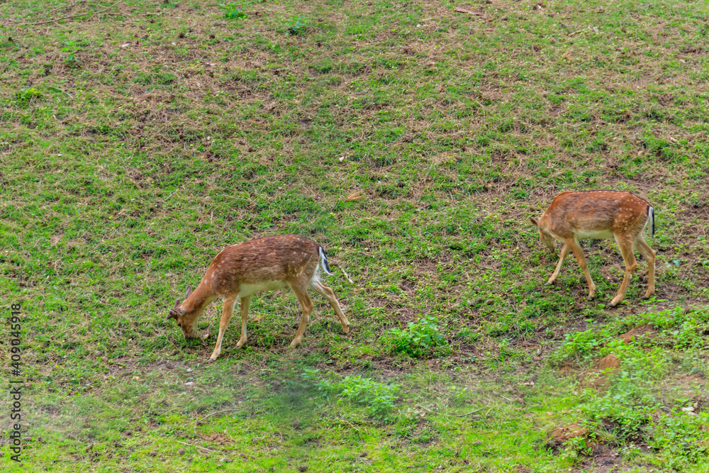 Young deer grazing on a green meadow Young deer grazing on a green meadow