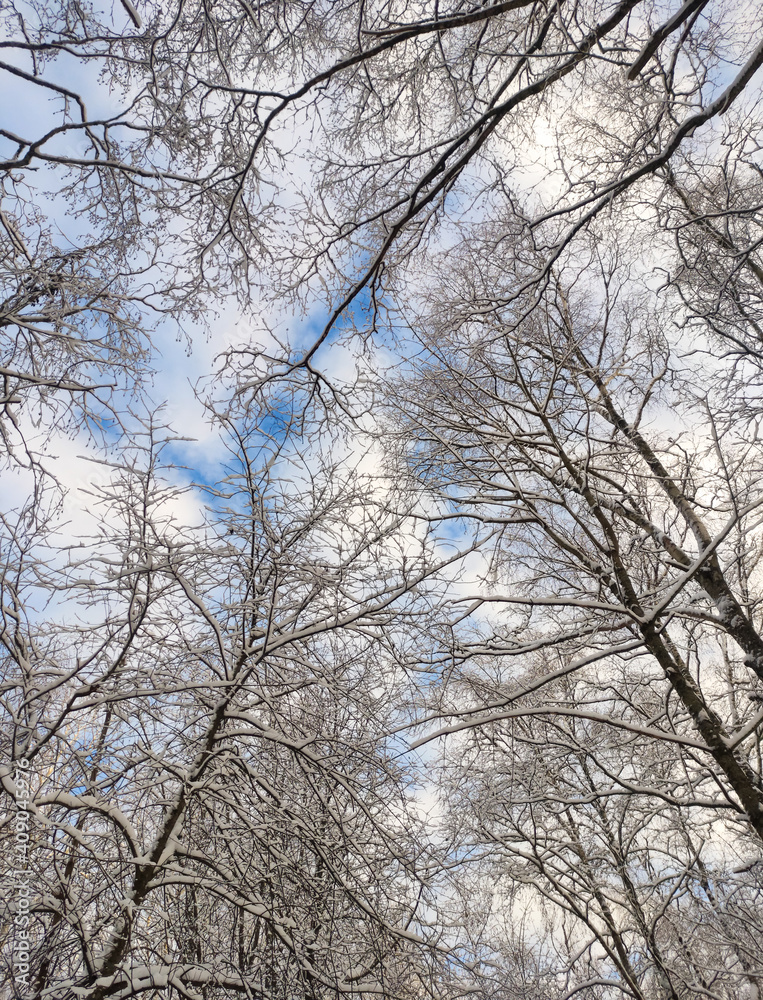 Beautiful background of snow-covered trees with sky. Beautiful background of snow-covered trees with sky.