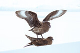 Two Antarctic skuas are mating. The male is standing on top of the female bird. 