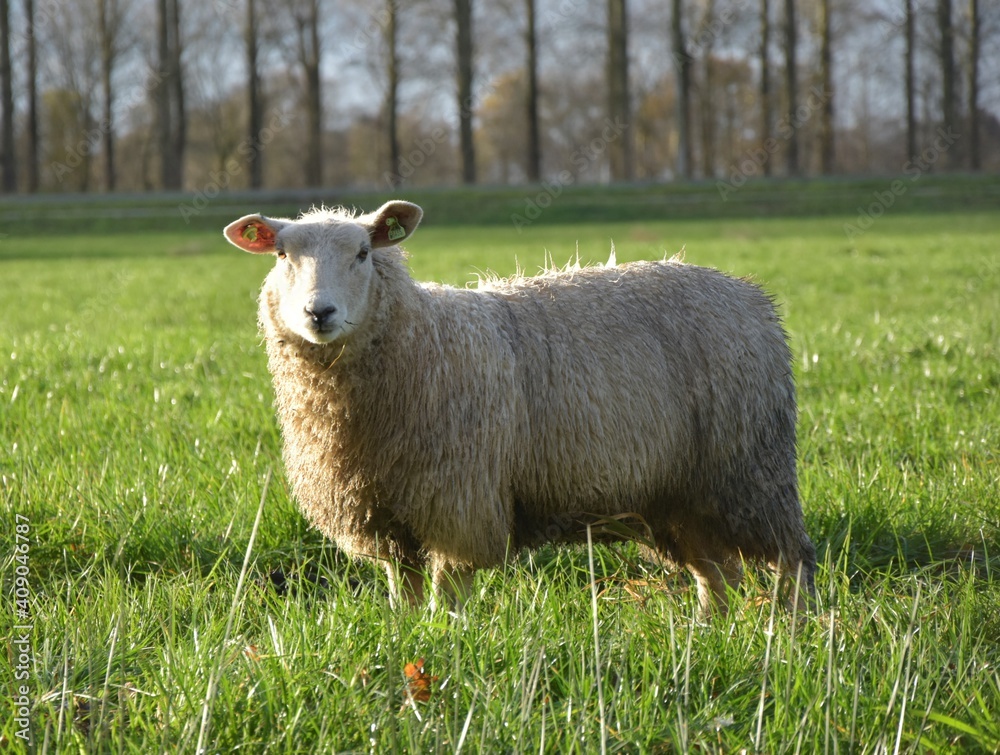 white sheep in a field Holland in winter withsunlight white sheep in a field Holland in winter withsunlight