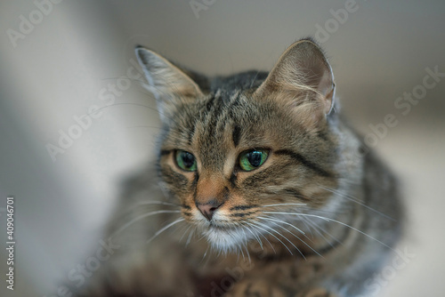 Close-up portrait of a beautiful pensive gray cat. © shymar27