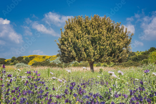 Wallpaper Mural Steineiche, Quercus ilex Torontodigital.ca