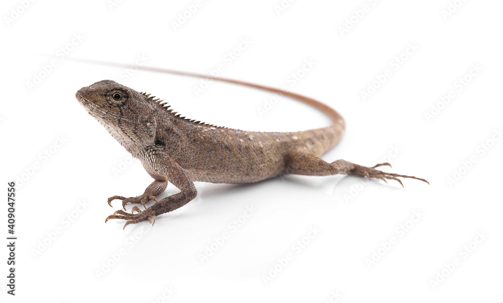 Fototapeta premium Thai brown chameleon lizard isolated on white background
