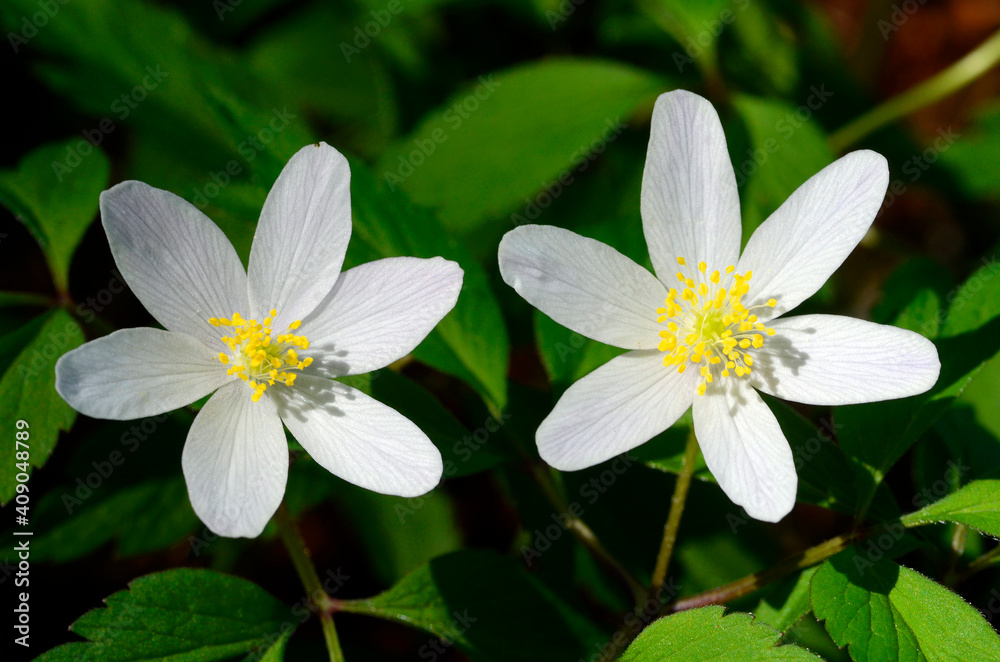 Spring wild plants: Wood anemone (Anemonoides nemorosa or Anemone nemorosa) Spring wild plants: Wood anemone (Anemonoides nemorosa or Anemone nemorosa)
