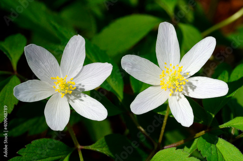 Spring wild plants  Wood anemone  Anemonoides nemorosa  or Anemone nemorosa 