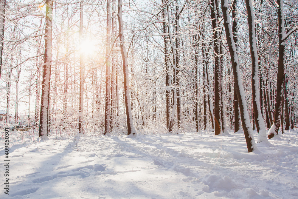 Sunset in winter pine forest with snow on trees and floor in sunny day Sunset in winter pine forest with snow on trees and floor in sunny day