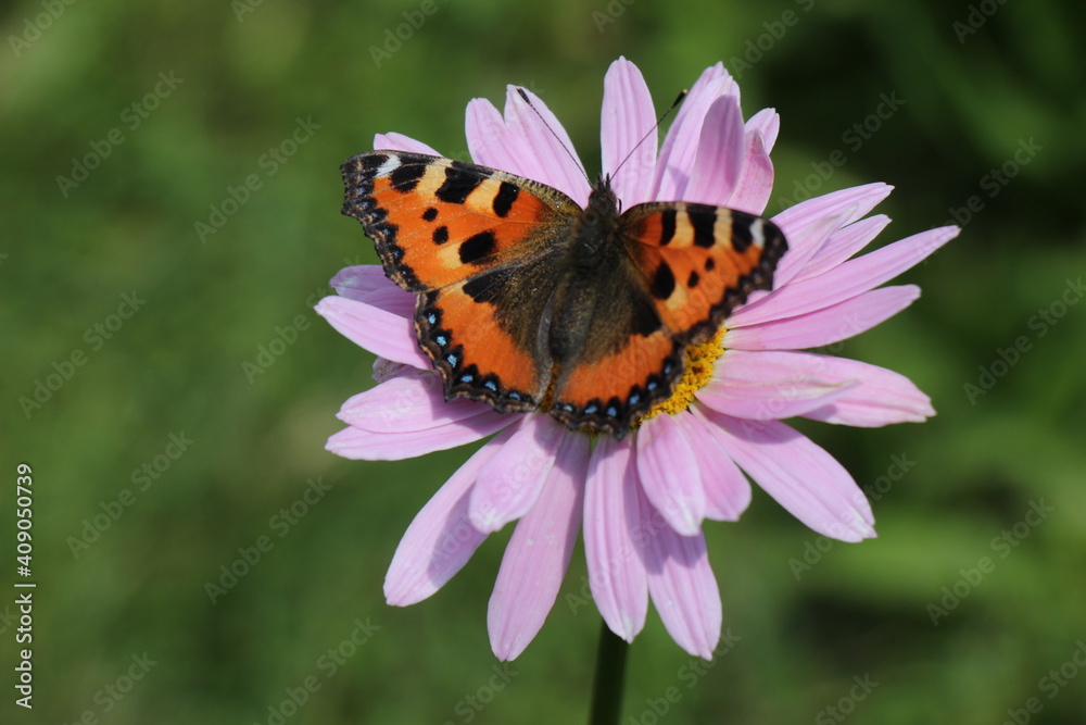 Obraz premium butterfly on a flower